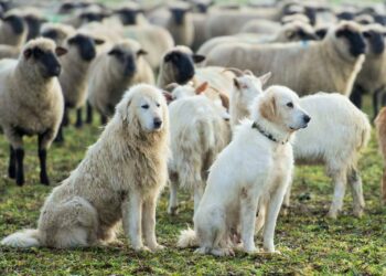 Comment réagir quand on croise un patou lors d’une sortie trail ?