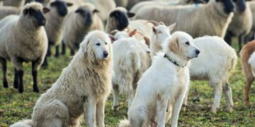Comment réagir quand on croise un patou lors d’une sortie trail ?