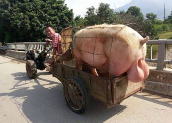 Les belges ont plus de couil.es que les français