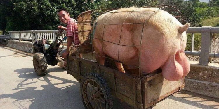 Les belges ont plus de couil.es que les français