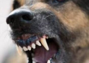 Que faire quand on s’est fait mordre par un chien quand on était parti courir ?