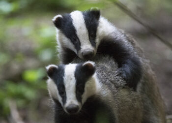 drague running facebook