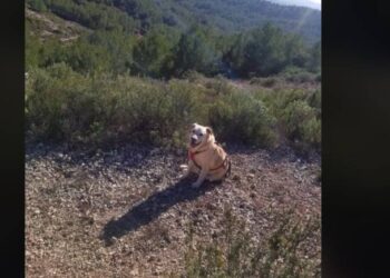 courir avec son chien
