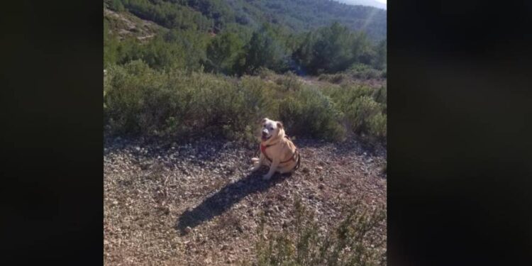 courir avec son chien