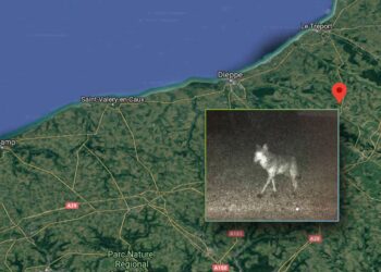 loup normandie trail