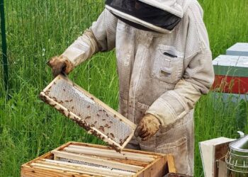 UTMB : Kilian Jornet essaie de dépasser sa peur des abeilles