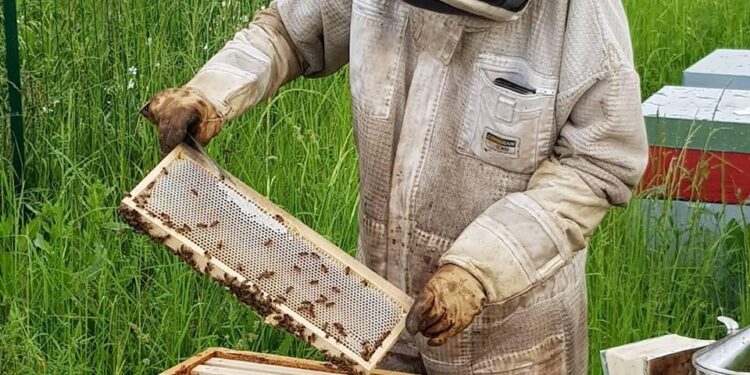 UTMB : Kilian Jornet essaie de dépasser sa peur des abeilles