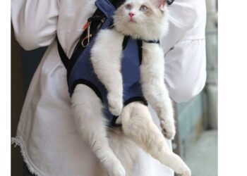 courir avec son chat ou son chien