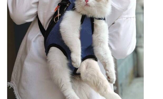 courir avec son chat ou son chien