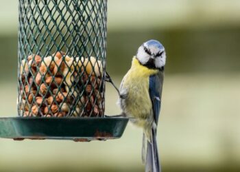 alimentation trail graines