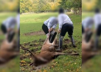 Chasse : nouvel exemple du 2 poids 2 mesures