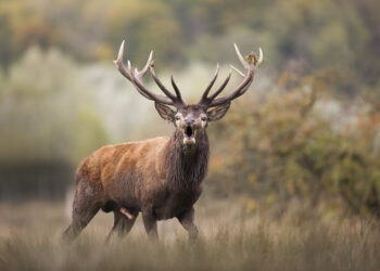 VRAI : des cerfs en rut font annuler un trail !