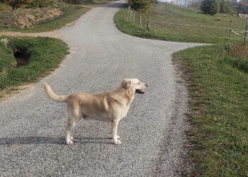 J’ai croisé un chasseur ce matin
