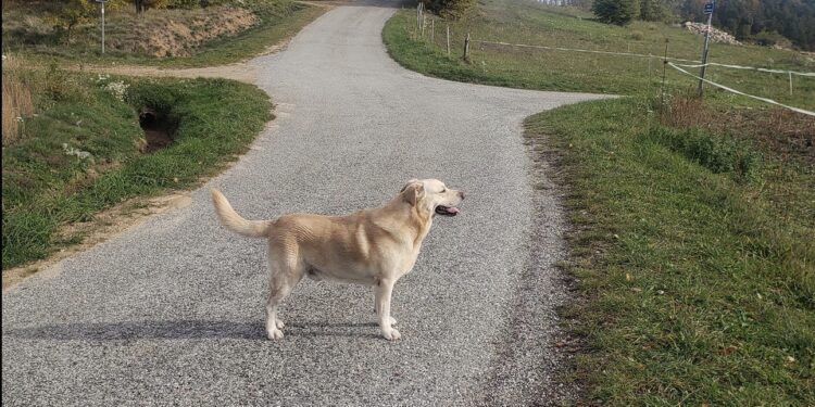 J’ai croisé un chasseur ce matin