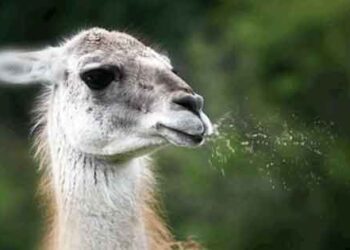 Technique de trail : le « split play », comment bien le pratiquer ?