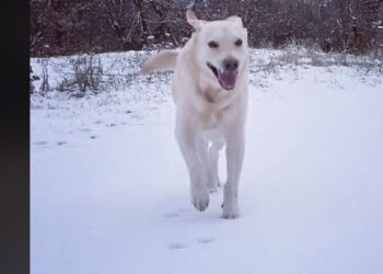 Il y a enfin de la neige !