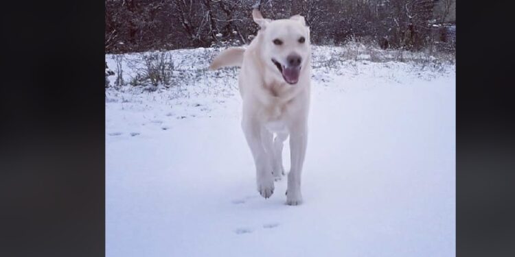 Il y a enfin de la neige !