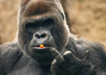 Pourquoi les gens qui courent sont mauvais en orthographe ?