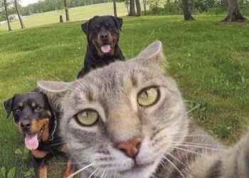 Ces traileurs qui vieillissent