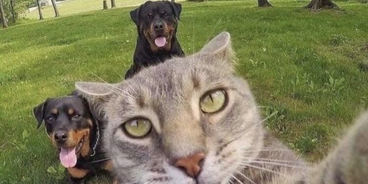 Ces traileurs qui vieillissent