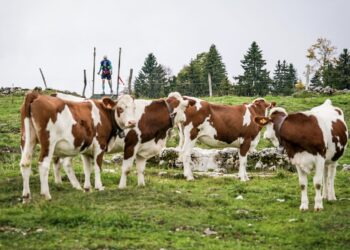 Favoris championnats de France de course en montagne