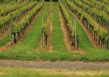 le Trail Alsace Grand Est by UTMB