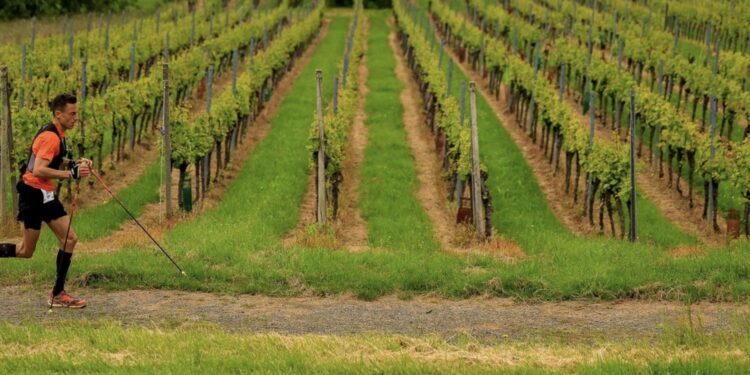 le Trail Alsace Grand Est by UTMB