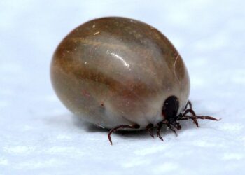 vaccin contre les tiques et la maladie de lyme