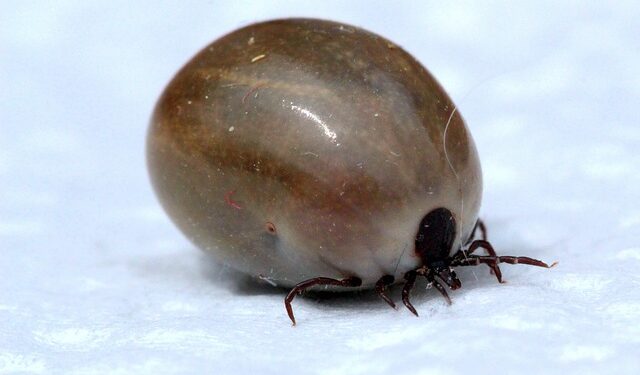 vaccin contre les tiques et la maladie de lyme