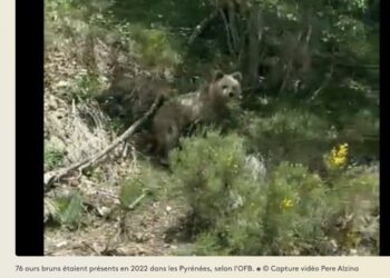 ours pyrénées