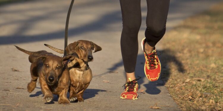 courir avec des teckels