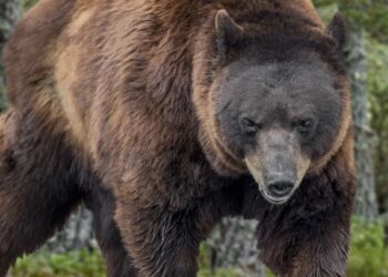 Les 7 meilleurs conseils si l’on croise un ours lors d’une sortie trail en montagne