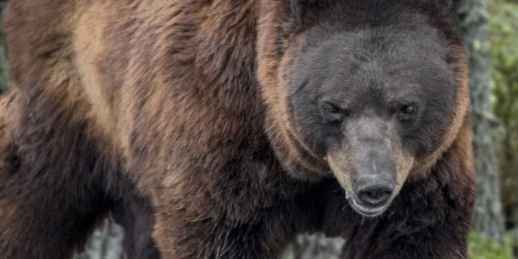Les 7 meilleurs conseils si l’on croise un ours lors d’une sortie trail en montagne