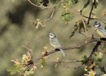 plasticité phénotypique