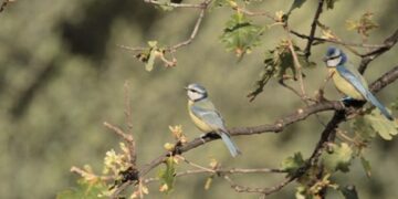 plasticité phénotypique
