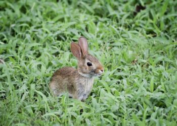 ravin diagonale des fous