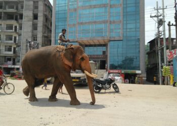 Aller sur un trail pour gagner, c’est de l’ambition, pas de l’arrogance