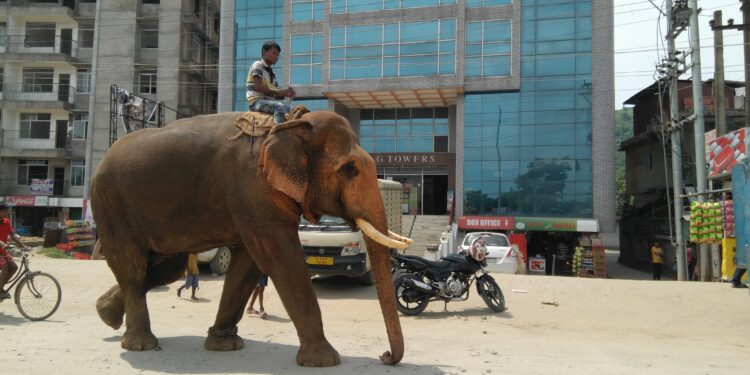 Aller sur un trail pour gagner, c’est de l’ambition, pas de l’arrogance