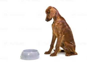 distance courir à jeun