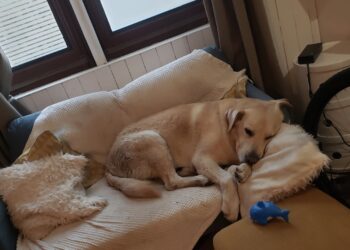 montre pour courir avec son chien