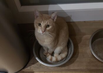 Ça c’est mon CHAT qui me regarde dans ma tenue Compressport  !