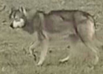 Appel à témoin : on cherche le joggeur qui a filmé un loup