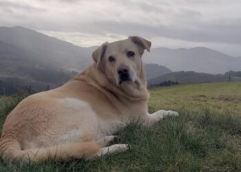 courir autour de chez soi