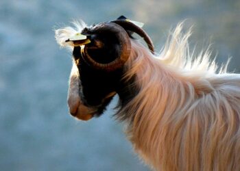 Influenceurs : en trail, le paraître est plus rentable que la performance !