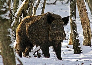 VRAI : un sanglier mord un chasseur et l’envoie à l’hopital