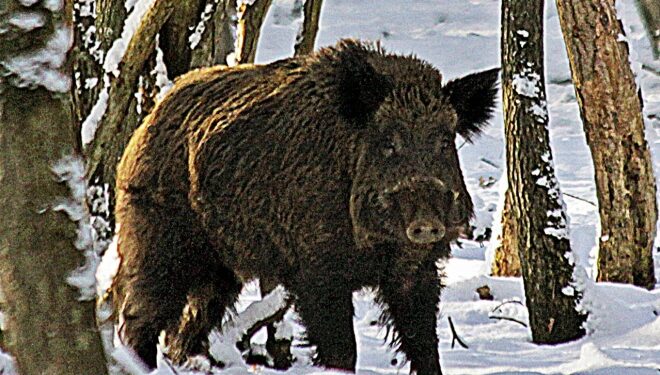 VRAI : un sanglier mord un chasseur et l’envoie à l’hopital