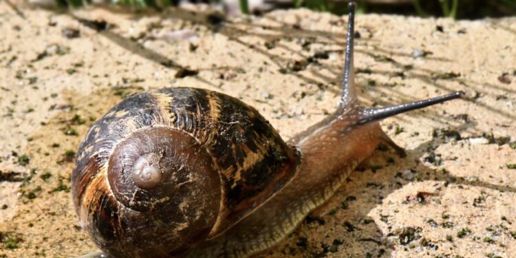 team escargot