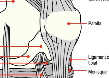 patella genou