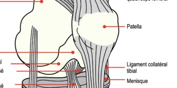 patella genou