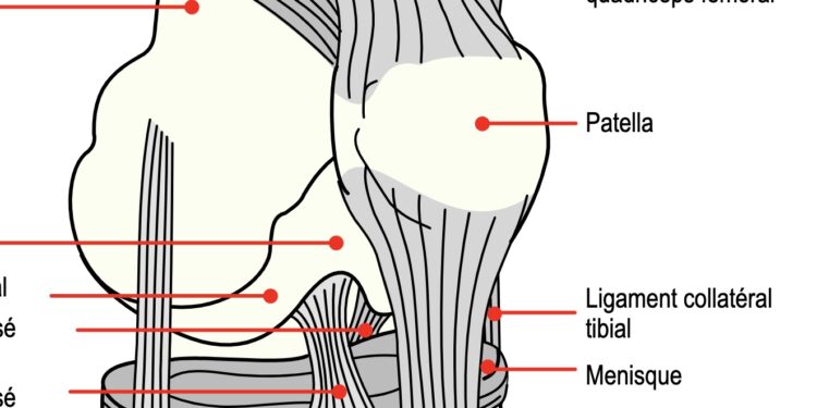 patella genou